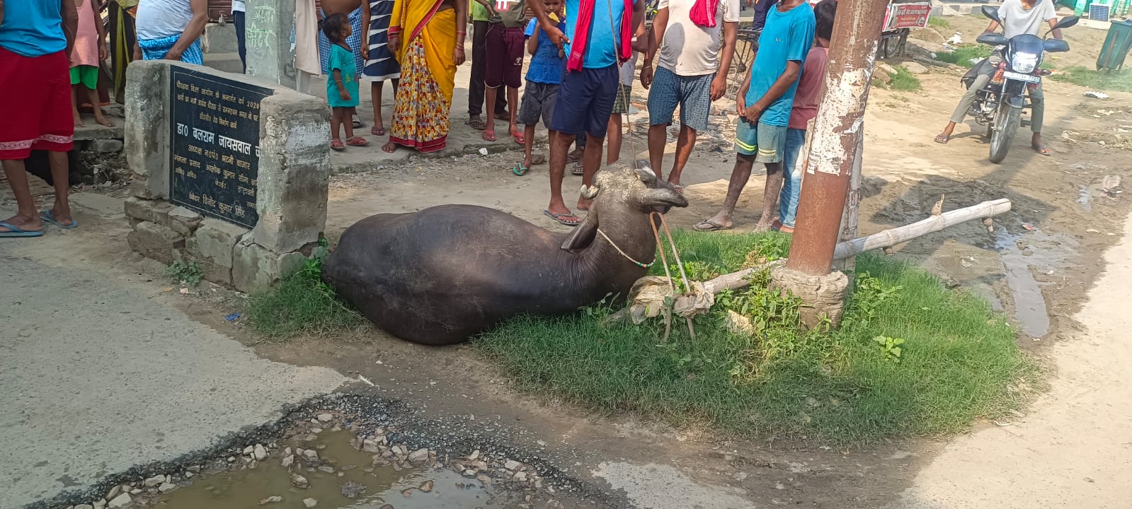 भैंस की मौत
