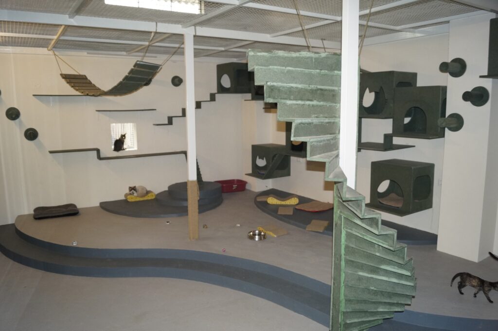 Indoor cat play area with stairs & platforms
