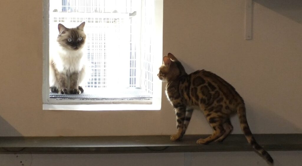 Cats looking at each other through a window